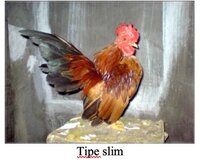 ayam-serama-tipe-slim-.jpg