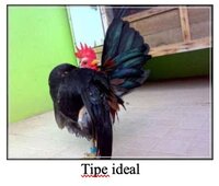 ayam-serama-tipe-ideal.jpg