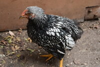 DSC_0652.JPG DSC_0652.JPG