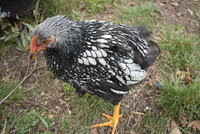 DSC_0644.JPG DSC_0644.JPG