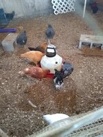 IMG_20200503_191759131.jpg