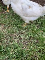 25037B0D-68F1-40DF-B1A0-93661CF2C6AB.jpeg