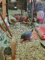 received_671537846970511.jpeg