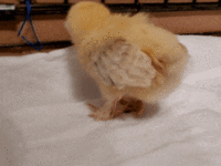 ezgif.com-optimize (1).gif