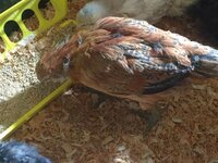 americana pullet1.jpeg