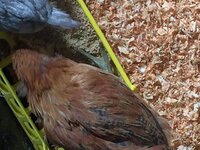 americana pullet3.jpeg