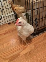 IMG_0639.jpg