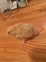 IMG_0646.jpg