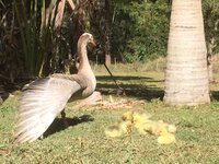 gertrude with goslings b.jpg