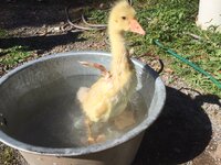 lucky bath1.jpg