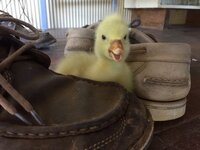 luckys first chirp.jpg