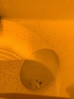 FD7B2038-0C16-4636-A2B3-CDAF8AFAE633.jpeg