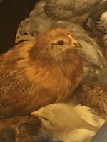 americana pullet4.jpg