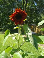 IMG_20200506_104550255.jpg