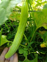 IMG_20200506_095026269.jpg