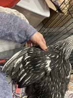 C564603F-13F3-487C-B4F0-DBDF7DF1B07D.jpeg