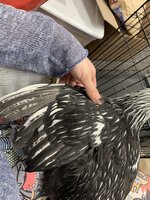 F08760DB-6981-4C6B-A6B1-70059DE0341E.jpeg