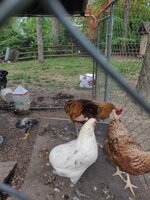 IMG_20200411_162151.jpg