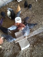 IMG_20200507_110943720.jpg