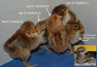 Apr17 Red Dorkings.jpg