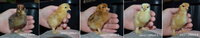Jan17 Bantam Cochins.jpg