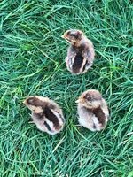 chicks.jpg
