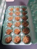 wheat-sprouts-04.jpg