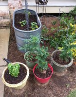 Container Veggies.jpg