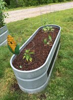 Peppers Not Corn.jpg