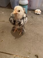 CCC4B04C-E326-4161-9C07-6F3D56A767D7.jpeg