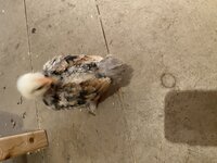 A52C3F04-0F0F-4100-A068-AF45B75DFD12.jpeg