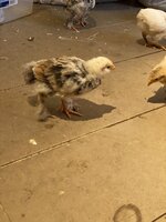 4A919143-C100-41B9-8D6E-6BB1E5D4DB6E.jpeg