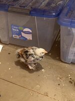 9B16C070-59B7-47C0-AC0E-6F0E5E583DB2.jpeg