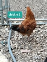 chickie 2-1.jpg