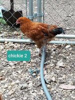 chickie 2-2.jpg