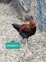 chickie 4-1.jpg