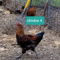 chickie 4-2.jpg