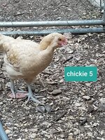 chickie 5-1.jpg