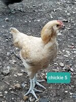 chickie 5-2.jpg