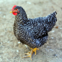 Plymouth Bard Rock Chicken.jpg
