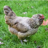Easter Egger.jpg Easter Egger.jpg