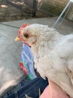 IMG_0393.jpg