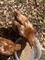 6 Week Old Pullet Pics 3.jpg