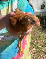 6 Week Old Pullet Pics 1.jpg