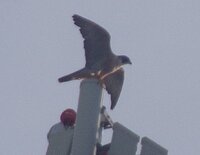 Peregrine Falcon_2.jpg