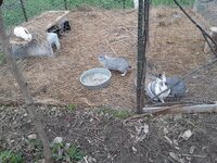 Rabbits.jpg