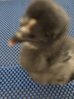486DE91B-E79F-4D22-9167-AB59E5733DAE.jpeg