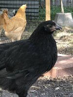 IMG_4110.jpg