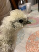 5A7D0C85-708C-4CAA-AEA4-11A4753BE4E5.jpeg
