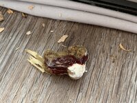 483E087C-6755-4F02-954C-80C8A32597D8.jpeg